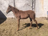 Hengst, Thoroughbred horse — Foto 2