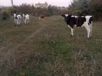 Buqa, Russian Black pied cattle — 1-rasm