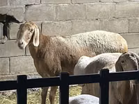 Carnero, Hissar sheep — foto 1