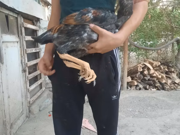 Chickens — Uzbekistán