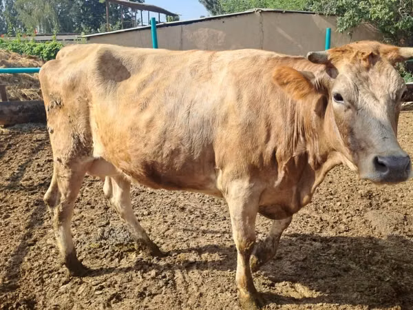 Sigir, Swiss cattle
