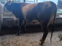 Cow, Cattle — photo 4