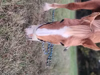 Caballo, Palomino — foto 2