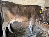 Kuh, Swiss cattle — Foto 1