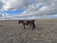 Stute, Kazakh horse — Foto 3