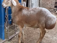Carnero, Arashan sheep — foto 3