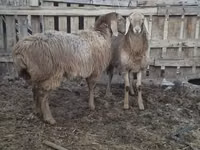 Schaf, Arashan sheep — Foto 6