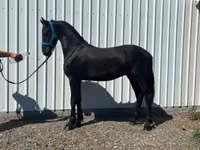 حصان, Dutch warmblood horse — الصورة 1