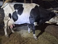 母牛, Russian Black pied cattle — 照片 3