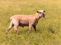 Қошқар, Shroshire sheep — 3-сурет