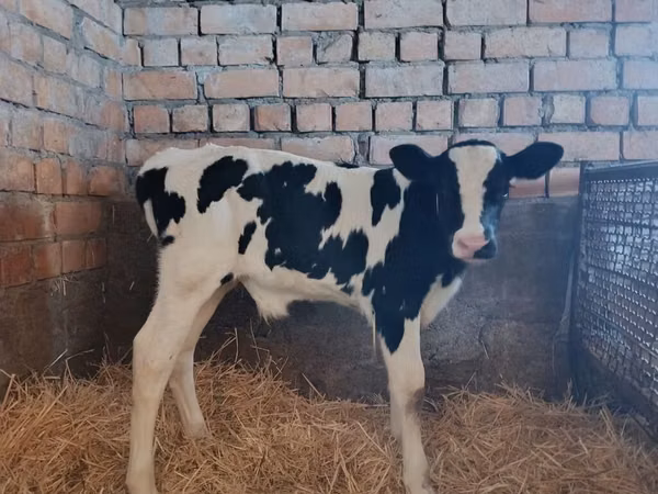 公牛, Holstein breed — 吉尔吉斯斯坦
