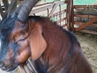 Ziegenbock, Nubian Goat — Foto 3
