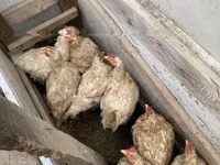 Chickens — Foto 2