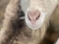 母山羊, Saanen goat — 照片 3