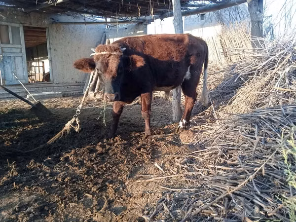 Toro, Ganado vacuno