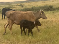 Kuh, Latvian Blue cattle — Foto 1
