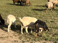 Ziege, Nubian Goat — Foto 6