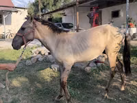 حصان, Tiger horse — الصورة 6