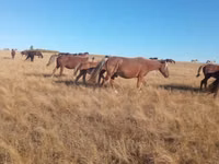 فرس, Horse breed — الصورة 2