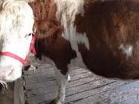 Kuh, Simmental cattle — Foto 3
