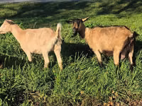 Echki, Alpine goat — 4-rasm