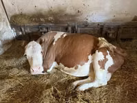 Cow, Simmental cattle — photo 3