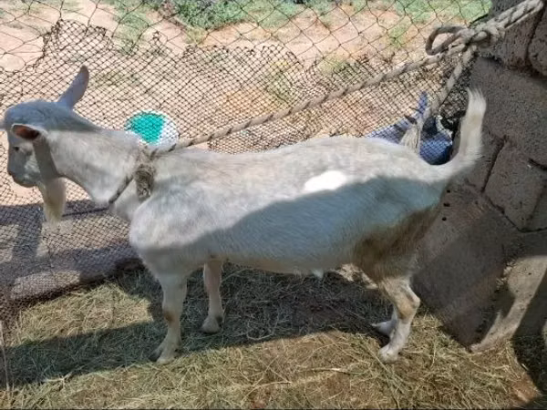 تيس, Saanen goat — كازاخستان