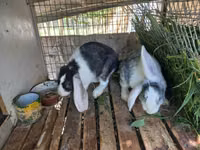 Клетка для кроликов. — Foto 1