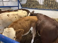 गाय, Simmental cattle — फ़ोटो 6