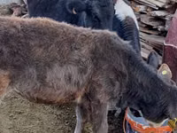Vaca, Ganado vacuno — foto 6