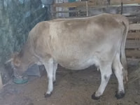 بقرة, Latvian Blue cattle — الصورة 1