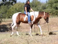 Aygʻir, American paint horse — 5-rasm