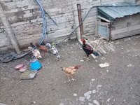 Chickens — 2-rasm