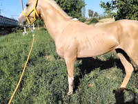 Caballos (lote, sexo no especificado), Hanoverian — foto 8