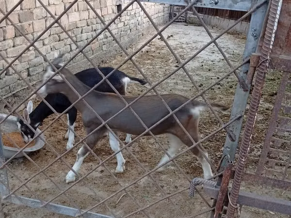 Cabro, Alpine goat — Uzbekistán