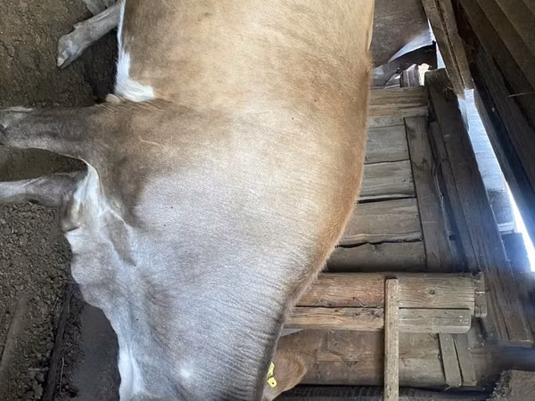 गाय, Simmental cattle — कज़ाखस्तान