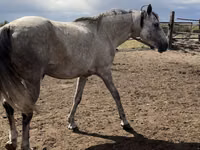 Stute, Orlov Trotter — Foto 4