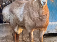 Qoʻchqor, Edilbay sheep — 1-rasm