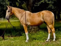 Hengst, Quarter Horse — Foto 2