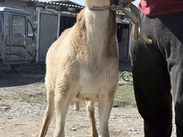 Widder, Arashan sheep