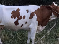 गाय, Simmental cattle — फ़ोटो 6