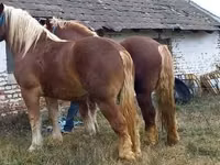 公马, Suffolk Punch — 照片 5