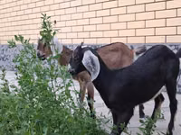 母山羊, Nubian Goat — 照片 3