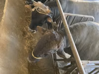 Bulle, Swiss cattle — Foto 1