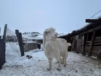 Ziegenbock, Saanen goat — Foto 2