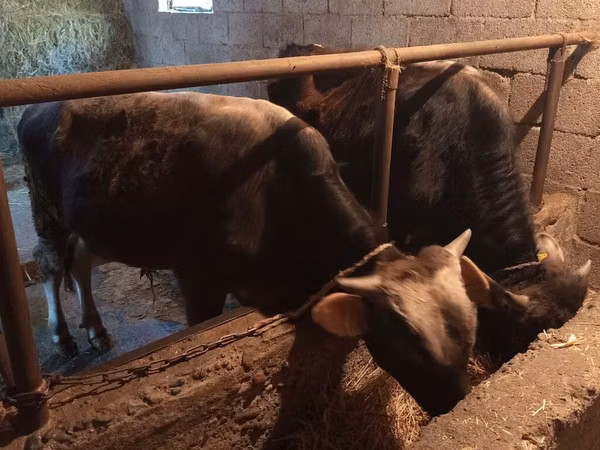 公牛, Cattle — 吉尔吉斯斯坦