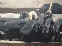 Ziegenbock, Ziegen — Foto 3