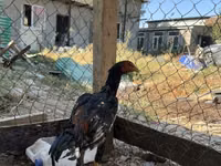 Chickens — الصورة 6