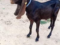 Ziegenbock, Nubian Goat — Foto 3