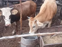 Kuh, Simmental cattle — Foto 2
